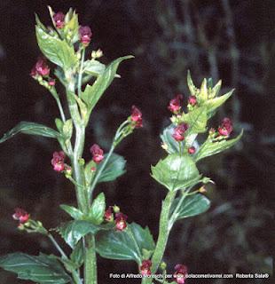 Le Scrophularia