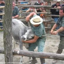 Estate 2012 un viaggio alla scoperta della Maremma