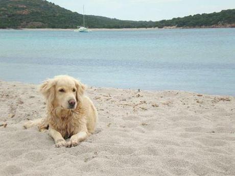 Cane in spiaggia ecco come regolarsi: diritti e doveri dell’amico del cane