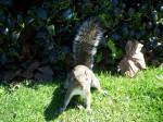 Dancer e gli scoiattoli social: