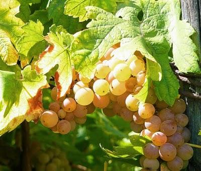 Il vino nel mondo nuragico