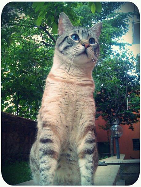 STRABICHINO IN GIARDINO...