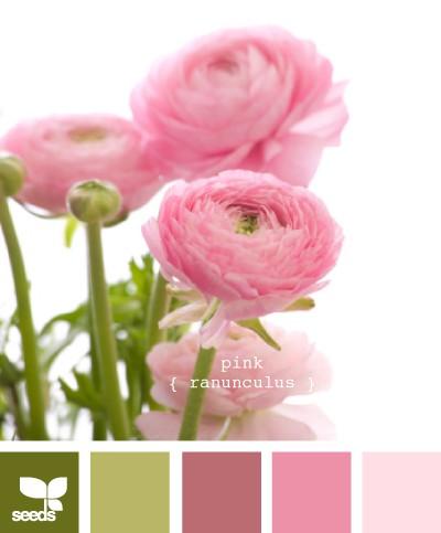 Rosa Ranunculus - tavolozza dei colori