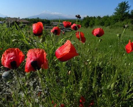 Papaveri a maggio