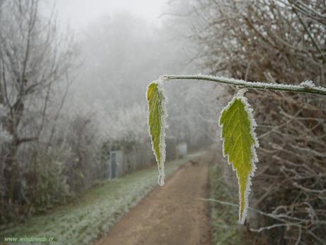 GRAVE ONDATA DI GELO STERMINA L'80% DELLE PRODUZIONI DI MELETI IN ONTARIO