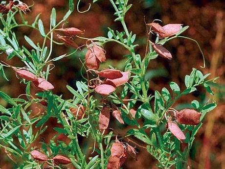 Lenticchia farro dieta mediterranea turismo cicerchiata