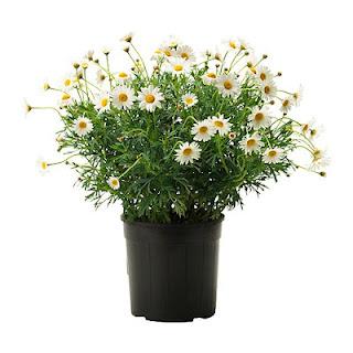 La margherita (Chrysanthemum leucanthemum)