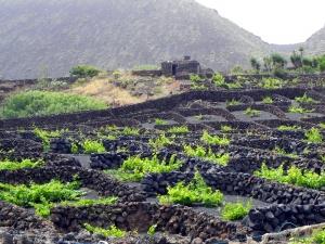 Coltivazione della vite a Lanzarote, Isole Canarie