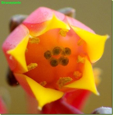 Echeveria purpusorum fiore macro