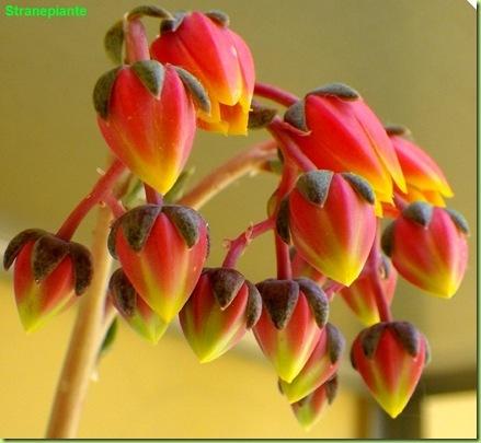 Echeveria purpusorum fiori