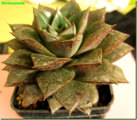 Echeveria purpusorum succulenta