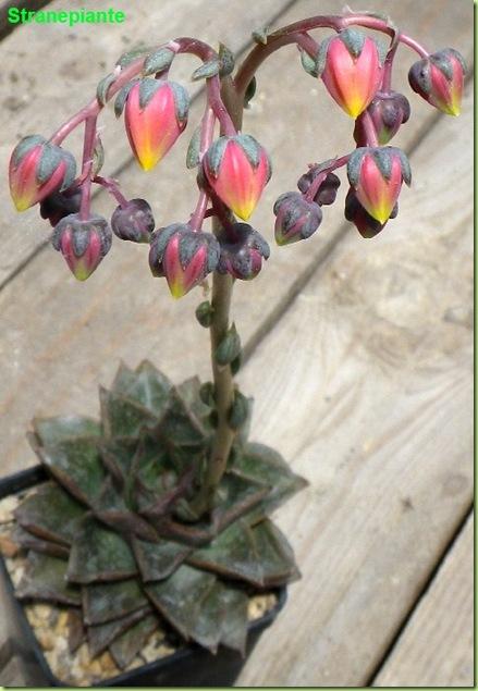 Echeveria purpusorum infiorescenza