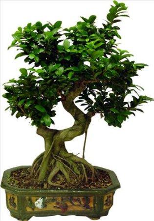 L'arte di creare ... un bonsai