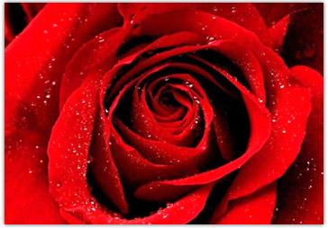 Tre Rose Rosse