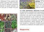Itinerario curiosità botaniche gastronomiche delle erbe spontanee