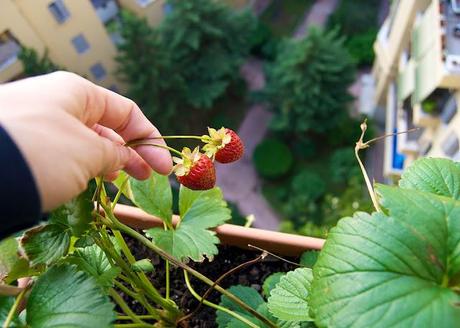 Un piccolo orto in balcone