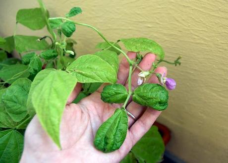 Un piccolo orto in balcone