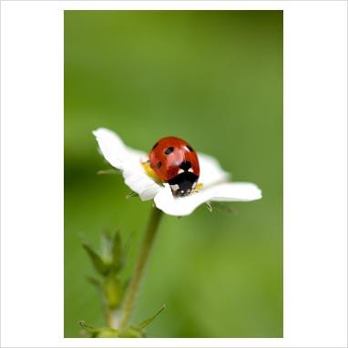 Lavori di Giugno per Biodiversità Fai-da-te