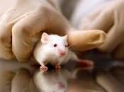 difesa della ricerca scientifica sperimentazione animale