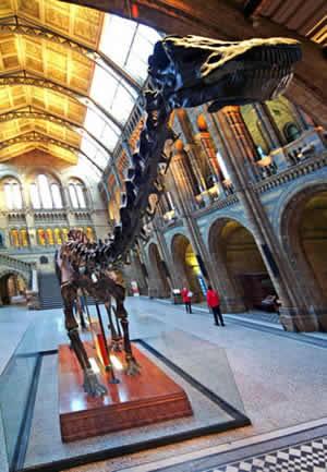 Lo scheletro del diplodoco all'ingresso del Natural History Museum