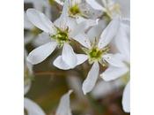 Grandi alberi piccoli giardini: l’amelanchier