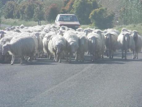 pecore in sardegna