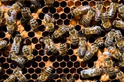 colony collapse disorder