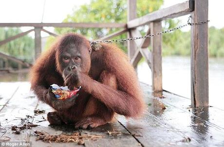 Unsuitable: Food given to Mely by the tourists who visit often makes her ill as it not part of her natural diet of angoes, insects, tree bark and young leaves.