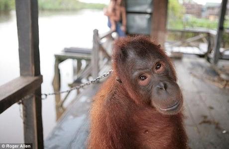 Misery: Mely is kept by the fisherman on a stinking verandah just yards from the jungle where she should be free to roam.