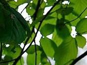 pensieri sopra foto folto bosco