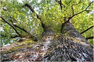 I PATRIARCHI DELLA NATURA