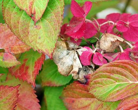 Colori d’autunno / Colors of autumn