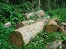 Accordo Unione Europea Camerun fermare commercio illegale legname