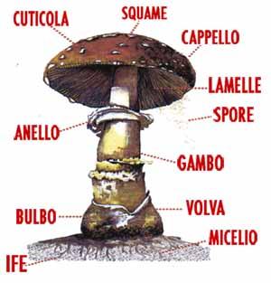I funghi, delize di stagione