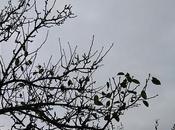 foglie vento tramontana