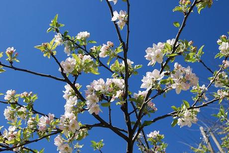 FIORITURE IN ARRIVO