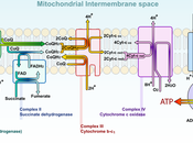 antiossidante entrare mitocondri