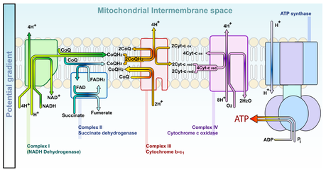 Un antiossidante che può entrare nei mitocondri
