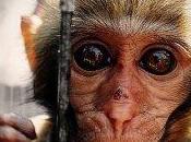 Animali vivisezione: l'ennesimo rapporto terrorizzante