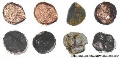 Scoperti fossili delle più antiche piante terrestri più antiche piante terrestri