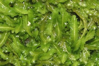 Scoperti fossili delle più antiche piante terrestri più antiche piante terrestri