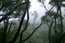 foreste Nepal minacciate dalla domanda indiana legname