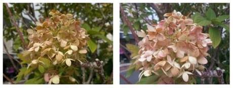 Battaglia tra fotocamere Nokia N8 Vs Samsung i9000 Galaxy S foto