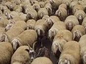 Avanti pecore, paese così migliora sicuro...