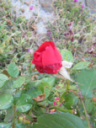 la rosa guarita