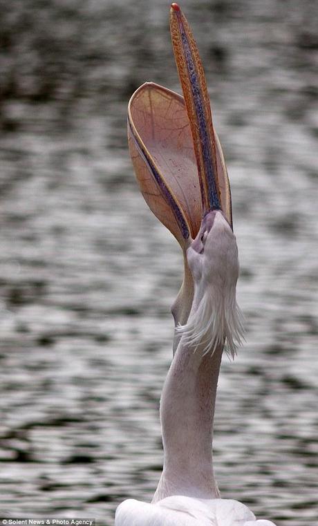 Gone! The outline of the pigeon can be seen in the pelican's neck as it is swallowed whole