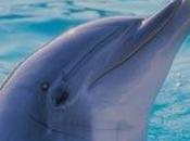 L’Enpa mobilita contro Giappone