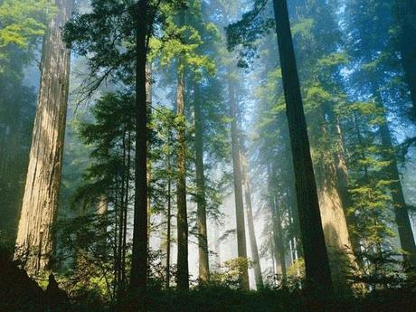 La banca centrale del DNA forestale per la conservazione del patrimonio arboreo