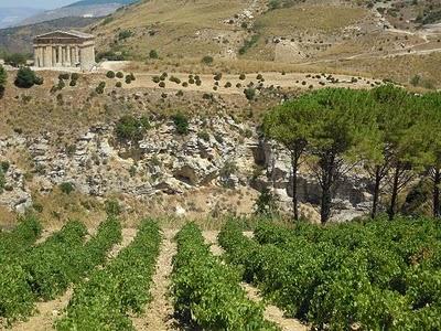 Su SiciliaInformazioni le anticipazioni di Federico Curtaz sulla vendemmia 2010: “Ottima qualità, il lavoro in cantina sarà facile”