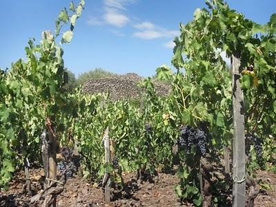 Su SiciliaInformazioni le anticipazioni di Federico Curtaz sulla vendemmia 2010: “Ottima qualità, il lavoro in cantina sarà facile”